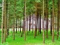 Фотография Аметист 2
