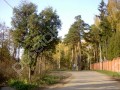 Фотография Сосновый бор 3