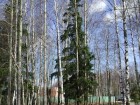 Фотография Ромашки