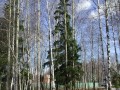 Фотография Ромашки 2