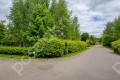 Фотография Клены 8
