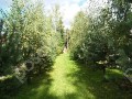 Фотография Лесной 5