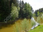 Фотография Хвойный