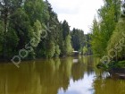 Фотография Хвойный
