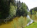 Фотография Хвойный 5