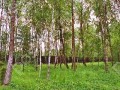 Фотография Заречный 7