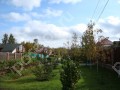 Фотография Новогорские березки 1