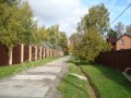 Фотография Новогорские березки 2