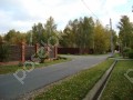 Фотография Новогорские березки 4