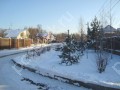 Фотография Новогорские березки 5