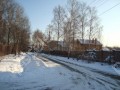 Фотография Новогорские березки 6