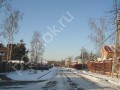 Фотография Новогорские березки 7