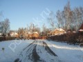 Фотография Новогорские березки 8