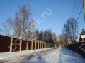 Фотография Новогорские березки 10