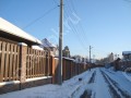 Фотография Новогорские березки 11