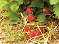 Фотография Клубничные поля 1
