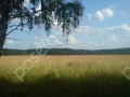 Фотография Клубничные поля 3