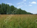 Фотография Клубничные поля 4