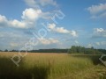 Фотография Клубничные поля 5