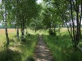 Фотография Клубничные поля 7