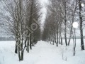 Фотография Клубничные поля 14