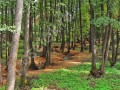 Фотография Чистые пруды (Крекшино) 6