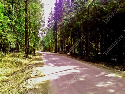 Фотография Елизарово-Park