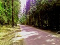 Фотография Елизарово-Park 1