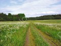 Фотография Елизарово-Park 4