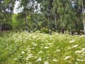 Фотография Елизарово-Park 5