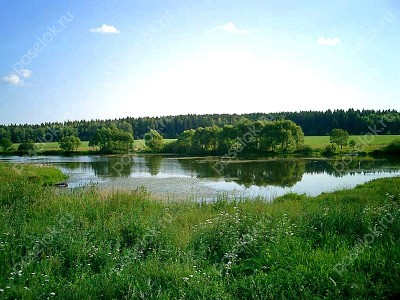 Фотография Цветочный