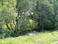 Фотография Цветочный 3