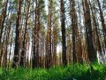 Фотография Цветочный 4
