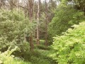 Фотография Поляна 9