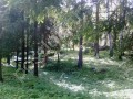 Фотография Поляна 12