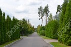 Фотография Лесные Дали-2