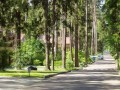 Фотография Сосны 1 2