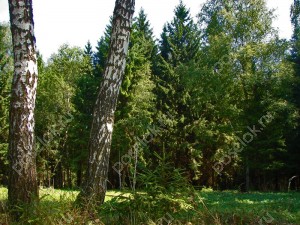 Земельный участок