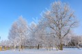Фотография Графские пруды 11