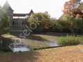 Фотография Подсолнухи 2