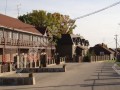 Фотография Подсолнухи 7