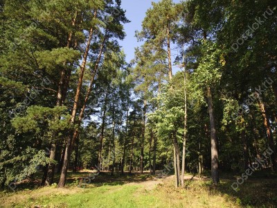 Фотография Княжий бор