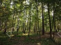 Фотография Княжий бор 2
