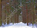 Фотография Лесное Озеро 11