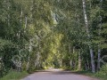 Фотография Лесные поляны 1 6