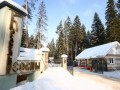 Фотография Корабельные сосны 10